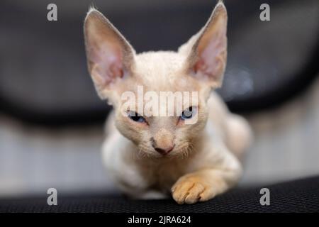 white Devon Rex kitten falls asleep sitting on a chair Stock Photo