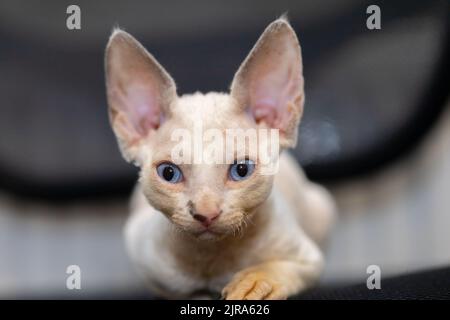 kitten pricked up while sitting on a chair stares ahead Stock Photo