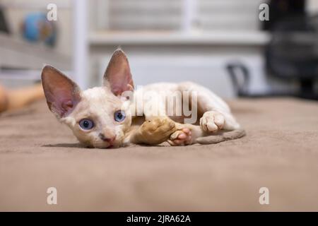 a small white Devon Rex kitten lies on the couch Stock Photo