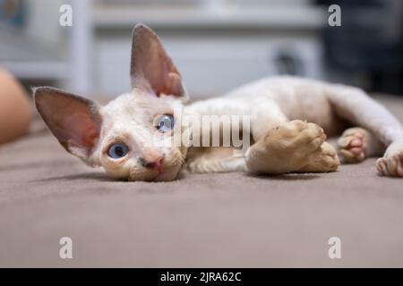 a small shorthaired kitten Devon Rex lies on the couch Stock Photo