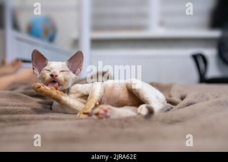 cute Devon Rex kitten lies on the sofa and licks its paw Stock Photo