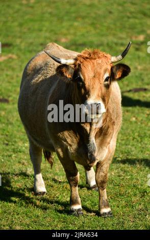 Haute-Loire department (south-central France): Aubrac cow Stock Photo