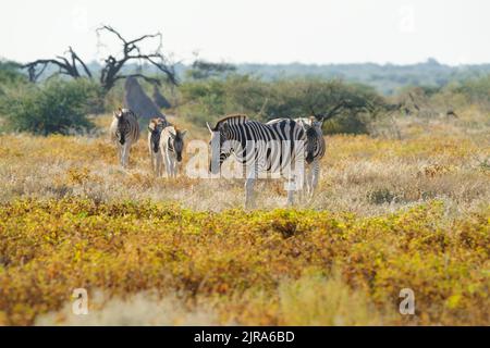 Zebra herd, Burchells Zebras (Equus burchellii) crossing yellow flower field. Etosha National Park, Namibia, Africa Stock Photo