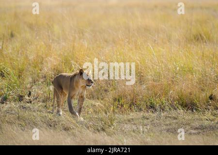 Lioness walks in front of high grass, copy space. Chobe National Park, Botswana Stock Photo