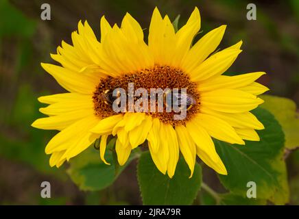 Conjoined sunflower or twin sunflowers 'Helianthus annuus' with two bees collecting pollen nectar. Two flower heads merged into one. Dublin, Ireland Stock Photo