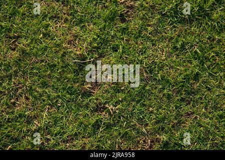 Green imitation grass material is for carpet, flooring, wall and sports stadiums. Stock Photo