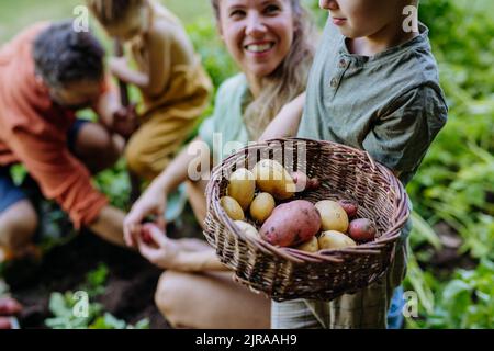 Farmer family harvesting potatoes together in garden in summer. Stock Photo