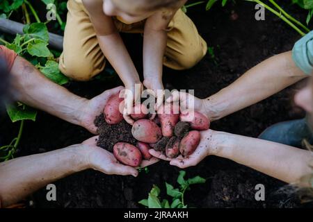 Top view of farmer family holding potatoes in field. Stock Photo