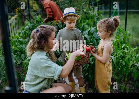 Farmer family with fresh harvest standing in a greenhouse Stock Photo