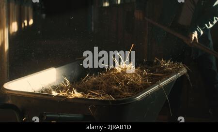 Unrecognizable male farmer with pitchfork putting dry hay into wheelbarrow while working in barn on ranch Stock Photo