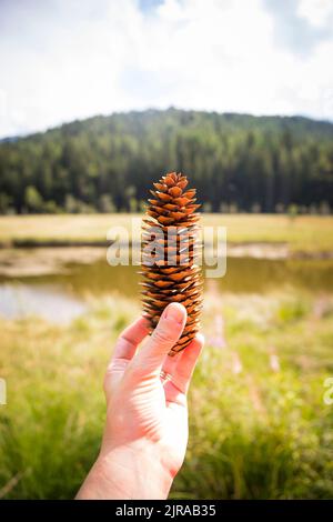 Caucasian hand holding a spruce pine cone in a natural mountain landscape on a sunny day. Pian di Gembro natural park, Valtellina, Italy. Vertical sho Stock Photo