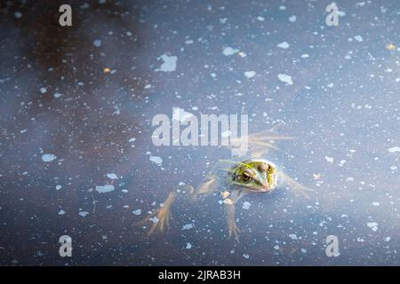 Italian pool frog (Pelophylax bergeri) floating in the blue water with her head out of the surface. Pian di gembro natural park, Valtellina, Italy. Stock Photo