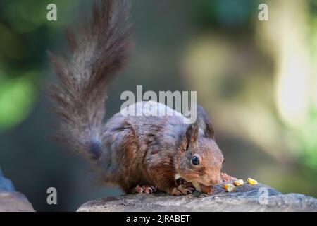 The close-up view of a Sciurus vulgaris eating hazelnuts and corn on the stone Stock Photo