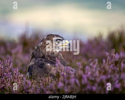 Portrait of a common buzzard sitting in purple flowering heather Stock Photo