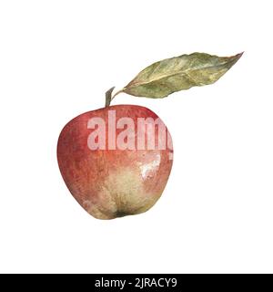 Watercolor illustration of red appetizing apple with green leaves isolated on white background. Can be used as a print for packaging, clothes Stock Photo