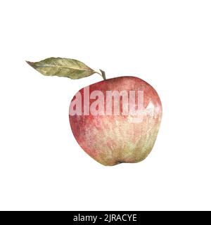 Watercolor illustration of red appetizing apple with green leaves isolated on white background. Can be used as a print for packaging, clothes Stock Photo