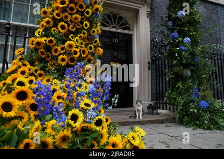 Larry the cat stands beneath a floral arch of sunflowers, the national flower of Ukraine, at the door to 10 Downing Street, London, to show the UK's support for Ukraine, who celebrate their independence day on Wednesday. Picture date: Tuesday August 23, 2022. Stock Photo