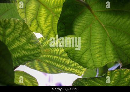 pattern of kiwi tree leaves Stock Photo