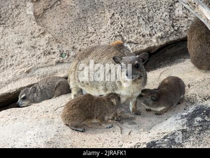 A female Bush Hyrax feeds her twins. They have a pair of pectoral mammary glands and then two pairs on the belly. Stock Photo