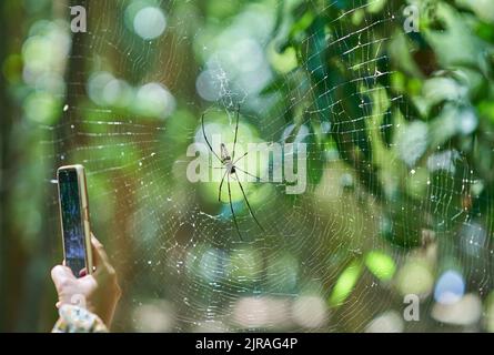 Taking photos of a large spiderweb and spider in a forest in evening sunlight. Stock Photo