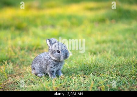 A week old rabbit sits on a green lawn with soft morning sunlight. Stock Photo