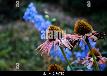 Flowers in the summer Stock Photo
