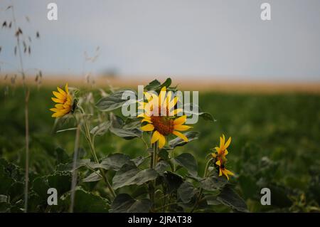 Flowers in the summer Stock Photo