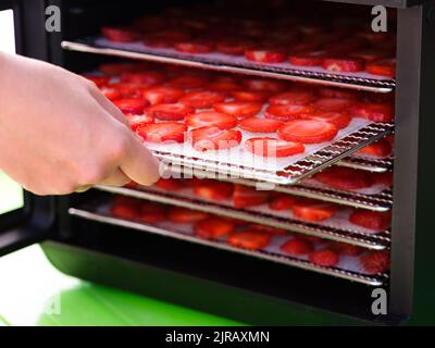 A woman putting a tray with strawberry slices into the food dehydrator machine. Stock Photo