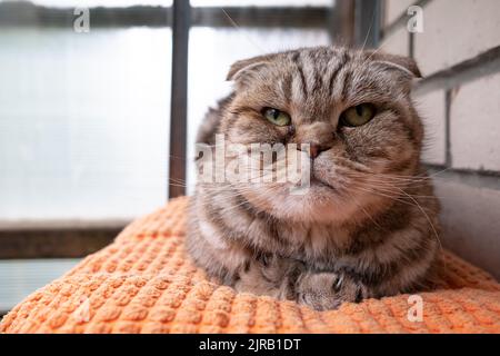 Upset cat, Scottish Fold lies on a pillow and looks with sad eyes. Pet in depression. Stock Photo
