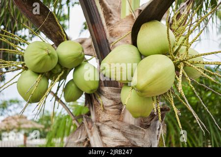 Fresh coconuts hanging on tree Stock Photo