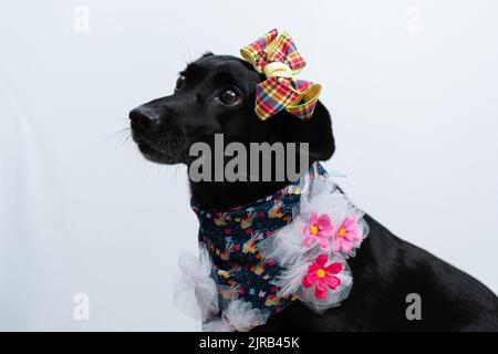 A black Labrador Retriever in festive bridal costume with white background Stock Photo