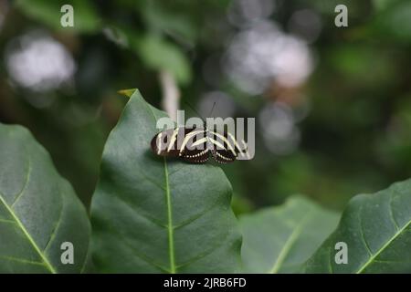 Zebra Longwing butterfly on a green leaf Stock Photo