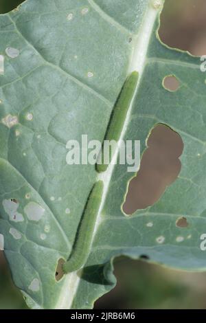 Small white butterfly or cabbage white butterfly (Pieris rapae) caterpillars on damaged purple sprouting broccoli leaf, Berkshire, August Stock Photo