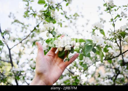 Hand on woman touching white apple blossoms Stock Photo