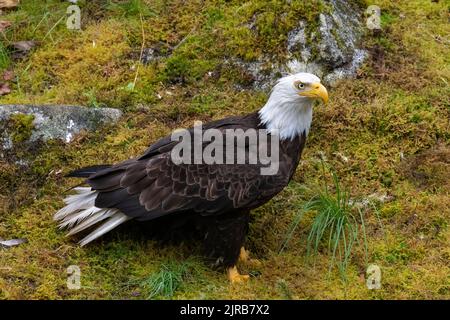Alaska, Tongass National Forest, Anan Creek. Bald Eagle (WILD: Haliaeetus leucocephalus) Stock Photo
