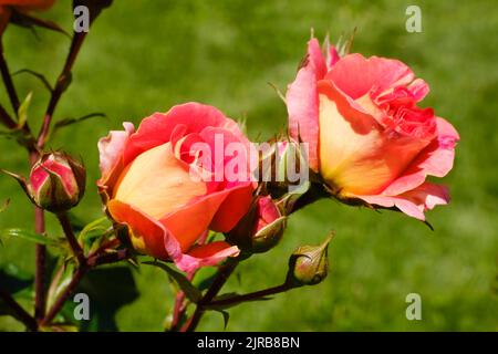 Peach colored roses blooming in spring Stock Photo