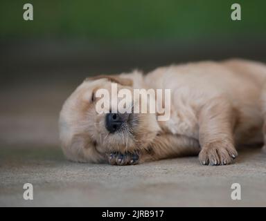 Golden Retriever puppy sleeping on a blanket Stock Photo - Alamy
