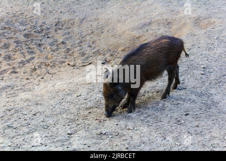 Portrait of wild board, pig, swine, sus scrofa juvenile standing on sand land. Wild animal background Stock Photo