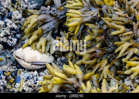 USA, SE Alaska, Inside Passage, Wood Spit. Clam with seaweed on beach. Stock Photo