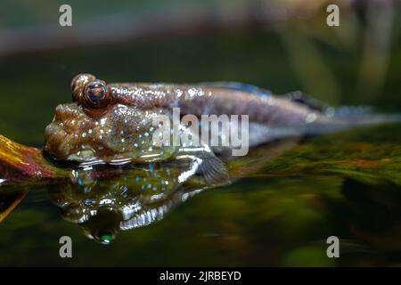 Atlantic Mudskipper (Periophthalmus barbarus) in Shallow Water Stock Photo