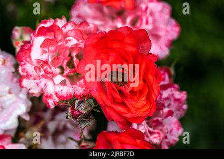 Flowering ‘Raspberry Kiss’ Shrub Rose Stock Photo
