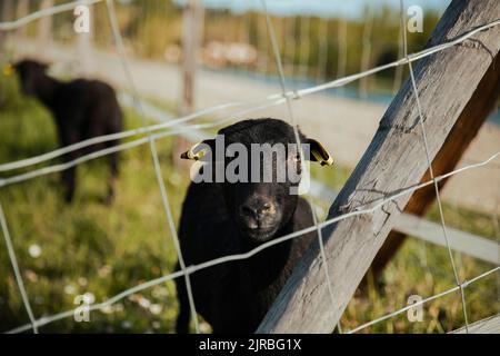 Black goat seen through fence at meadow Stock Photo