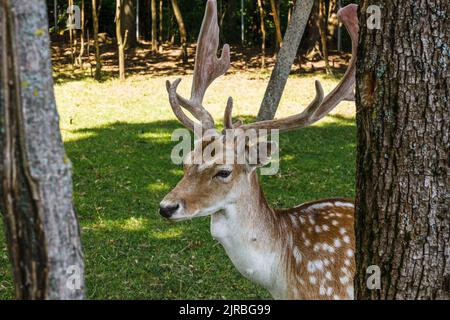 Close-up of a deer in a field. Wild animal in the summer nature Stock Photo
