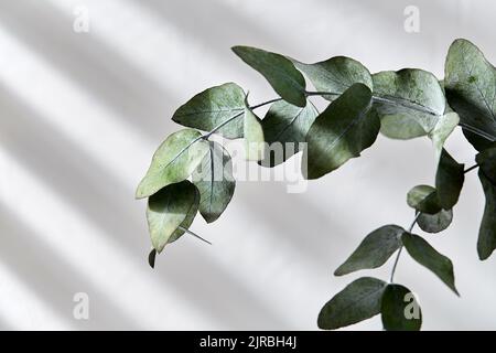 green eucalyptus branch over white background Stock Photo