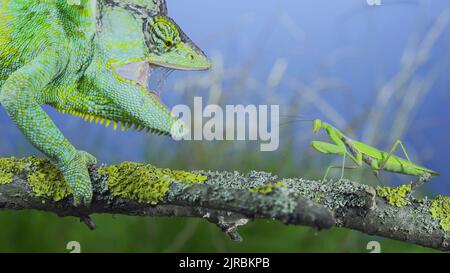 August 23, 2022, Odessa oblast, Ukraine, Eastern Europe: Close-up of mature Veiled chameleon stands with open mouth in front of a praying mantis. Cone-head chameleon or Yemen chameleon (Chamaeleo calyptratus) and Transcaucasian tree mantis (Credit Image: © Andrey Nekrasov/ZUMA Press Wire) Stock Photo