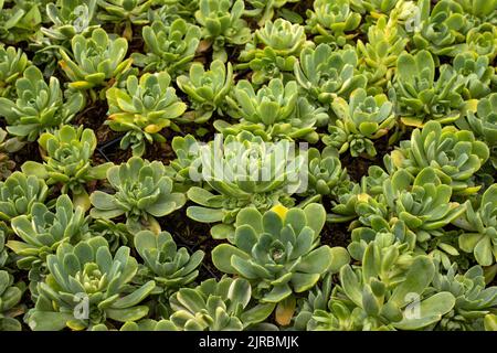 Beautiful garden succulent - aeonium castello - paivae Stock Photo