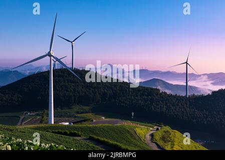 Wind turbines landscape on top of alpine region at beautiful sunrise. Taebaek-si, Gangwon-do, South Korea. Stock Photo