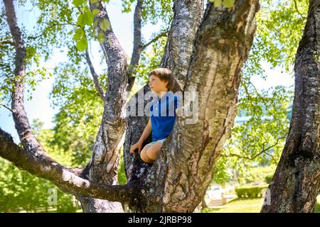 happy little boy climbing tree at park Stock Photo