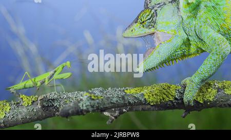 Close-up of mature Veiled chameleon stands with open mouth in front of a praying mantis. Cone-head chameleon or Yemen chameleon (Chamaeleo calyptratus Stock Photo