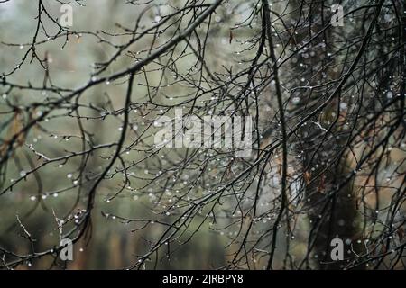 Rain drops on a branches Green background. bokeh drops of dew on the branches of pine tree Stock Photo
